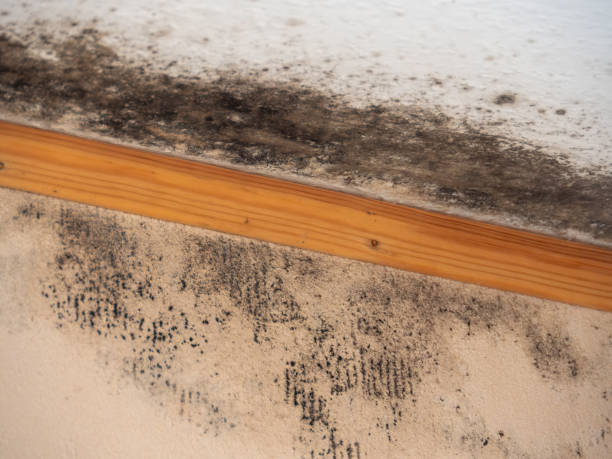 Best Mold-Related Health Consultation  in Modesto, CA