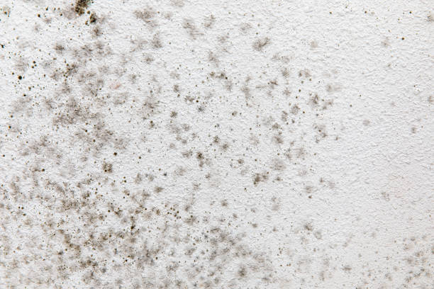 Best Mold Documentation for Insurance Claims  in Modesto, CA