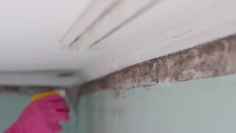 Best Black Mold Removal  in Modesto, CA