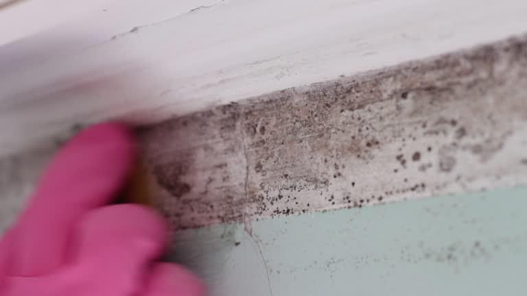 Reliable Modesto, CA Mold Removal Solutions